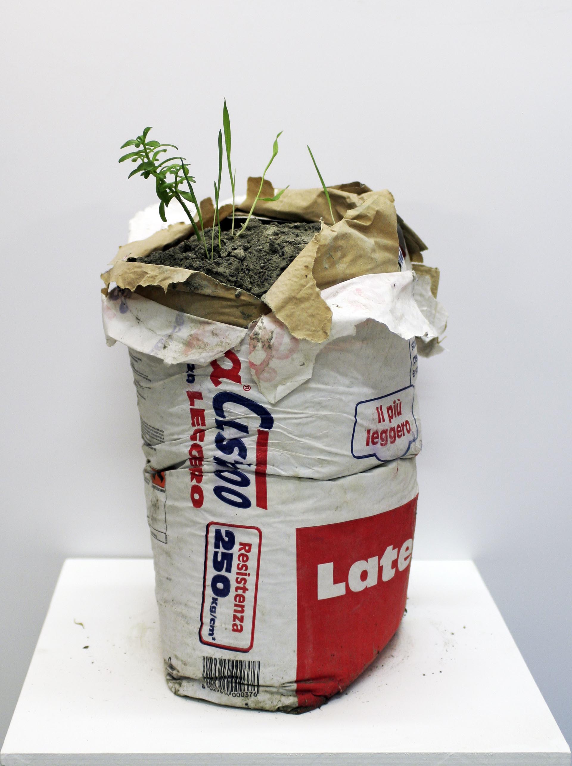 Performance of a plant - 2013, concrete bag and spontaneous plant