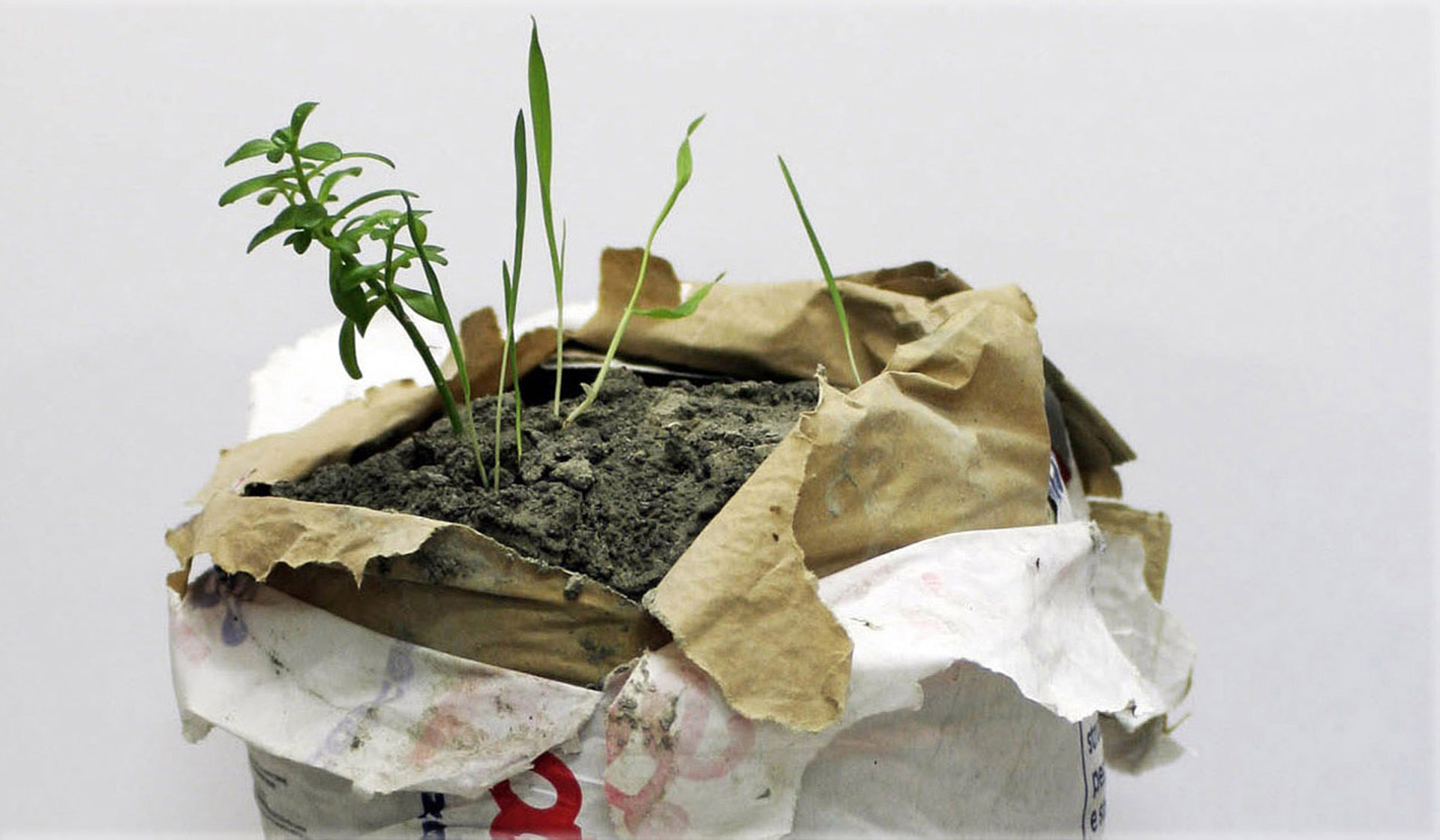 DETAIL: Performance of a plant - 2013, concrete bag and spontaneous plant